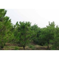 供應(yīng)油松 欒樹、五角楓、銀杏、法桐、白蠟、火炬、杜仲、合歡