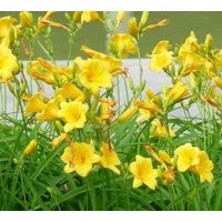 供應(yīng)叢生福祿考，地被菊、荷蘭菊、金娃娃萱草、大花萱草，白玉簪