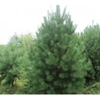 小樹：樟子松 水曲柳 蒙古櫟 柳樹