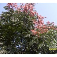 供應(yīng) 欒樹(shù)苗