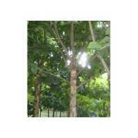 供應(yīng)5--20公分法桐 造型法桐
