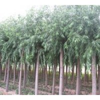 供應(yīng)8-10-12-15-20公分速生柳