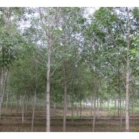 供應(yīng)造型白蠟