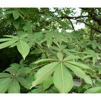 七葉樹供應(yīng)