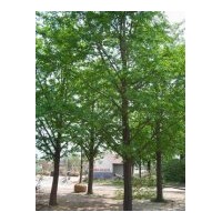 22公分銀杏樹(shù)供應(yīng)