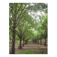 供應(yīng)銀杏樹(shù)