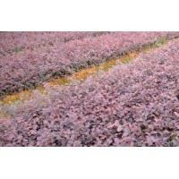 大量提供紅葉石楠、紅花繼木、毛鵑、金森女貞、茶梅等