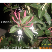 供應山東紅色金銀花苗木