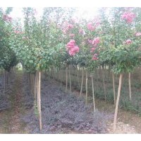 膠南綠美苗圃出售各種規(guī)格大葉女貞、黑松、紫薇、五角楓，垂柳、