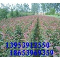 供應(yīng)北美海棠、甜茶苗、開心果、木瓜苗