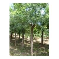 山東巨野國(guó)槐 法桐 合歡