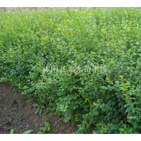 供應(yīng)：龍柏，塔柏，大葉女貞，紫薇，紫葉李，欒樹