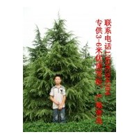 供應(yīng)3-5米優(yōu)質(zhì)雪松