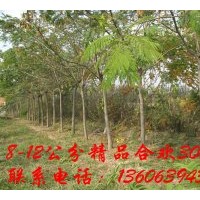 供應(yīng)8-12公分合歡