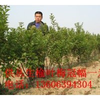 榆葉梅供應(yīng)