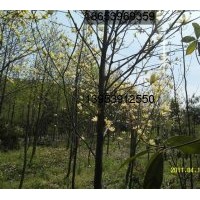 供應玉蘭樹 規(guī)格齊全