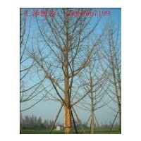 供應(yīng)18公分銀杏綠化苗木