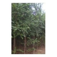 榆樹苗基地長期供應(yīng)榆樹，白榆，榆錢樹苗，榆樹苗