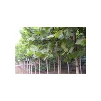供1、2年帽國(guó)槐、白蠟、法桐、椿樹(shù)、毛白楊