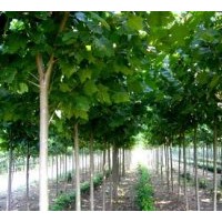 法桐.國(guó)槐等各種喬木