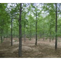 常年出售3---50公分的銀杏