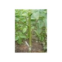 供應(yīng)山西嫁接的核桃苗