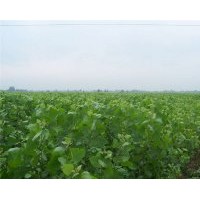 優(yōu)質(zhì)水杉苗供應(yīng)