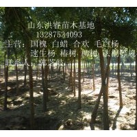 供應(yīng)8-12公分國槐1-3年冒3500棵