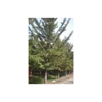 低價(jià)直銷銀杏綠化苗木