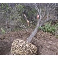 供應(yīng)茶條槭 海棠