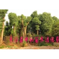 供應(yīng) 香樟 數(shù)量2000株