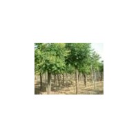 供應(yīng)欒樹 紅葉小檗、金葉女貞、灑金柏、冬青、大葉黃楊、小葉黃