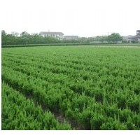 龍柏價(jià)格批發(fā)、江蘇龍柏繁殖基地、龍柏工程用苗