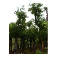 （天竺桂）地苗和假植袋苗