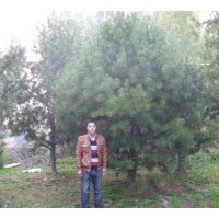 供應(yīng)白皮松，國槐，合歡，杜仲