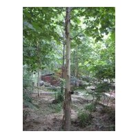 供應(yīng)山東 國槐 法桐 白蠟