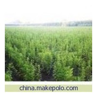 特供山西50-1米的優(yōu)質(zhì)皂角苗