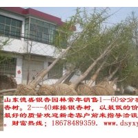 供應(yīng)1--60公分銀杏樹，保證質(zhì)量，價(jià)格合理，包一切手續(xù)