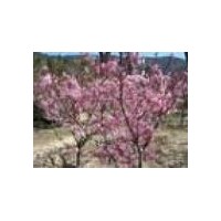 山桃樹/優(yōu)質(zhì)山桃樹供應(yīng)