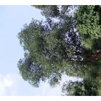 常年供應(yīng)各種規(guī)格的大桂花4-10米篷