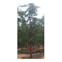 銀杏低價供應(yīng)