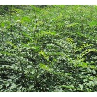 特供山西蘋果苗 紫穗槐苗 刺槐苗 白皮松小苗 花椒苗