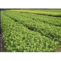 湖南苗木，紅花繼木，杜鵑，金葉女貞，紅葉石楠，小葉梔子，月季