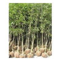 紅花丹桂|火紅丹桂