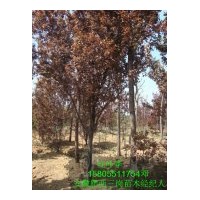 安徽肥西綠化苗木供應(yīng) 紅葉李 合歡和桂花等