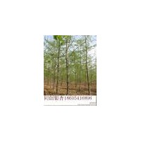 銀杏樹(shù)綠化苗木