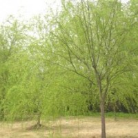 供應(yīng)垂柳，金絲柳，速生柳