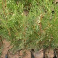 供應(yīng)側(cè)柏（營(yíng)養(yǎng)缽）（營(yíng)養(yǎng)袋）（土球）（裸根）苗