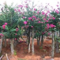 大量供應(yīng)地徑4-6公分羅漢松 紫薇綠化苗木