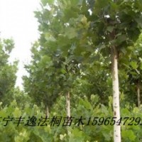 大量供應(yīng)各種規(guī)格法桐